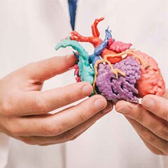 a clinician holding a three dimensional printed heart