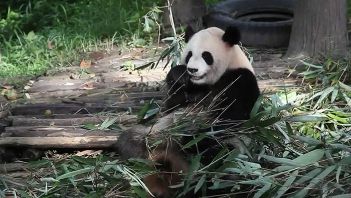 an image of a panda bear who is eating bamboo